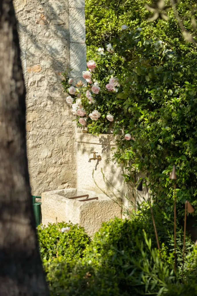 Rosier grimpant contre le mur en pierre, auge et pierres layées. Bosc Gardens